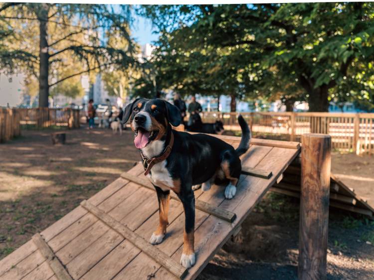 Une partie est équipée d'agrès.