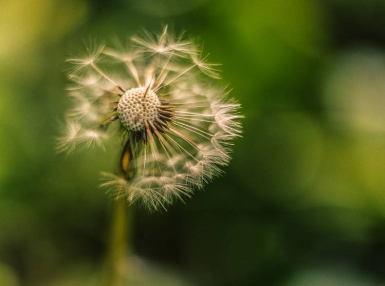 30 % des adultes et 20 % des enfants de plus de 9 ans sont allergiques aux pollens en France.