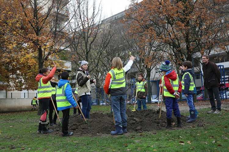 Les élèves villeurbannais fêtent l’arbre en ville du 22 au 26 novembre