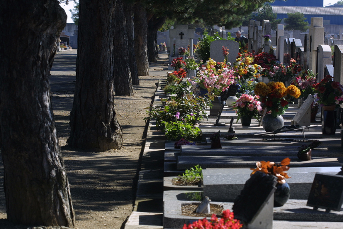 Malades, des pins des cimetières de Villeurbanne doivent être abattus. D'autres arbres seront replantés à leur place.