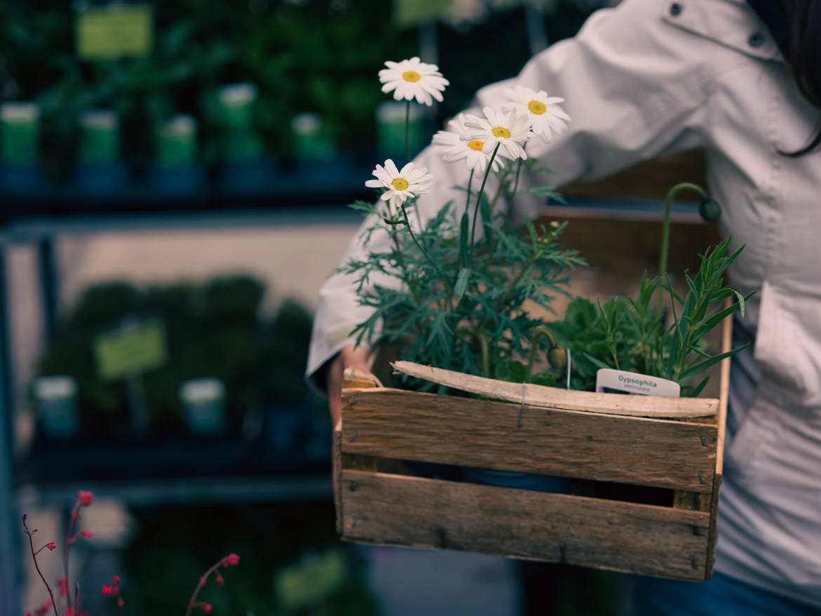 photo du marché aux plantes pour illustrer la vente de plantes de Bross'Up