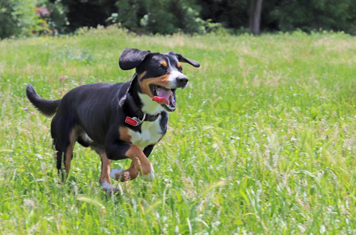 Bientôt une aire canine de liberté aux Maisons-Neuves