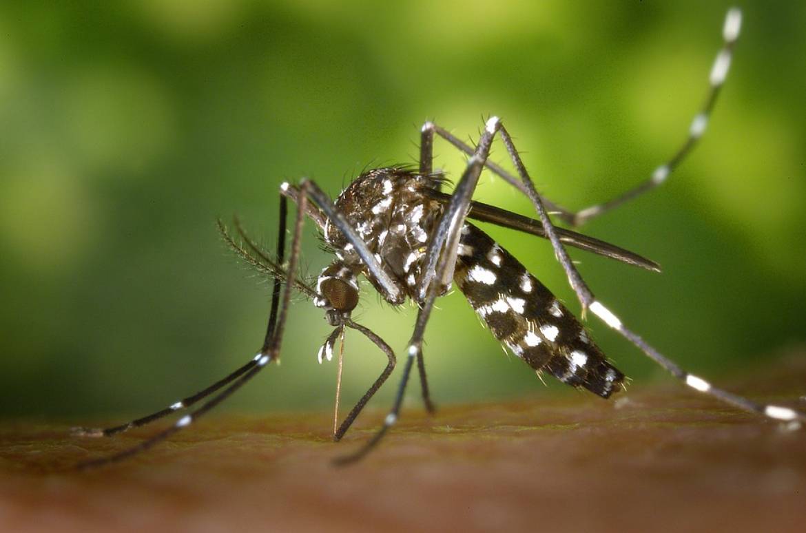 Le moustique Aedes albopictus, dit «moustique tigre» est responsable de la transmission de maladies comme le chikungunya, la dengue ou le Zika.