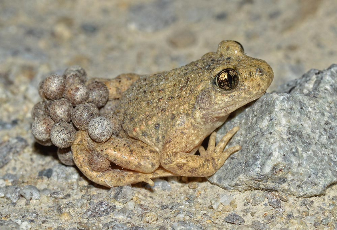 L'alyte accoucheur, un crapaud rare qui chante et dont le mâle porte les œufs.