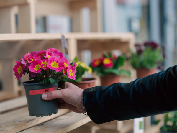 vente de plantes &Ocirc; comptoir Bel Air