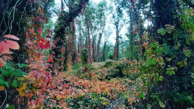 Photo prise dans le parc de la Feyssine