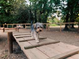 Une nouvelle aire canine
